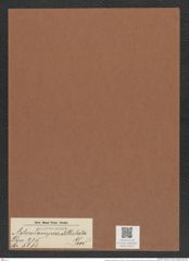 Asterolampra stellulata Grev. (de-Toni-Nr.: Genus 235, Species 5650) Zeichnungen Sammlung Grunow Mappe 05211 (Herbarium_W_Grunow_drawings_Folder_05211)